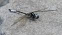 Macrothemis pseudimitans (White-tailed Sylph)-2.jpg